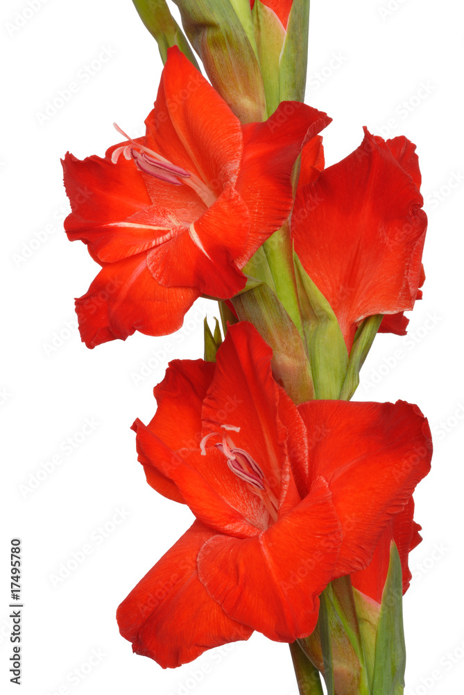 Gladiolus Gladiolus