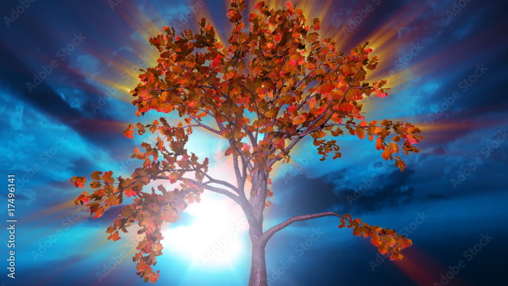 Tree glow and time lapse clouds