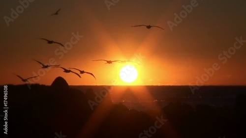 Sun Birds