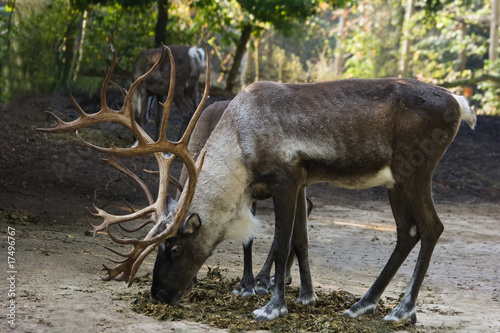 Finnish Forest Reindeers photo