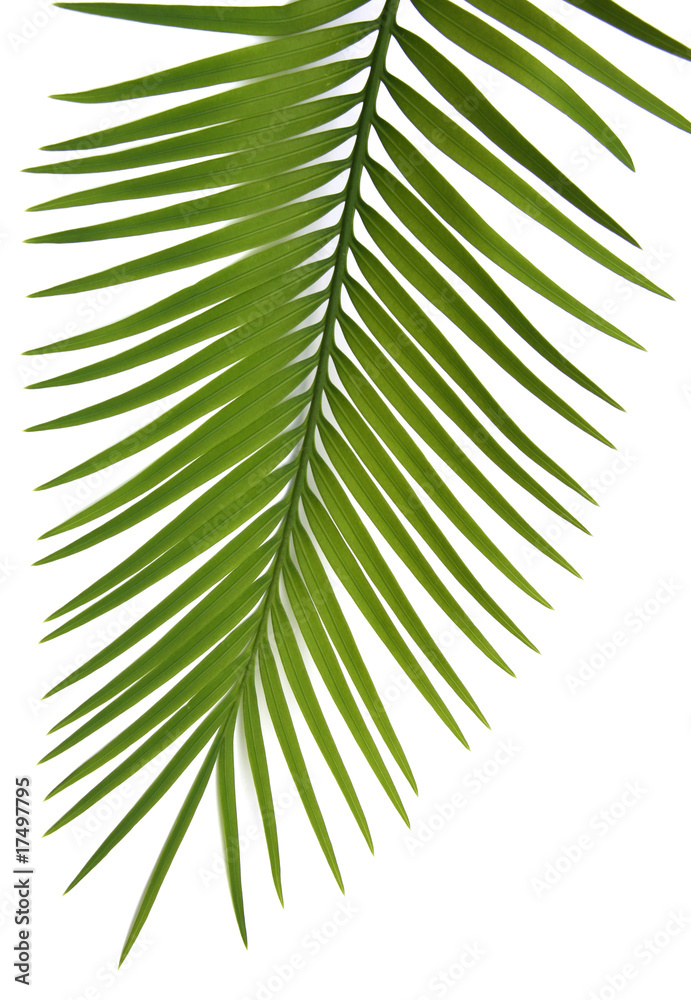 Obraz premium palme fond blanc