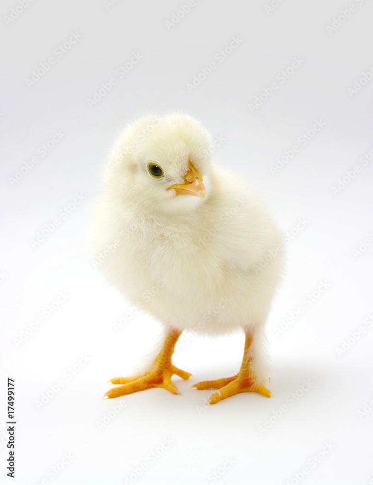 chicken chicken
