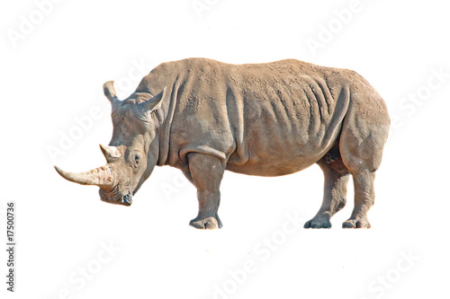 Strong rhinoceros isolated on white