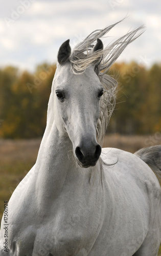 white horse run gallop in autumn
