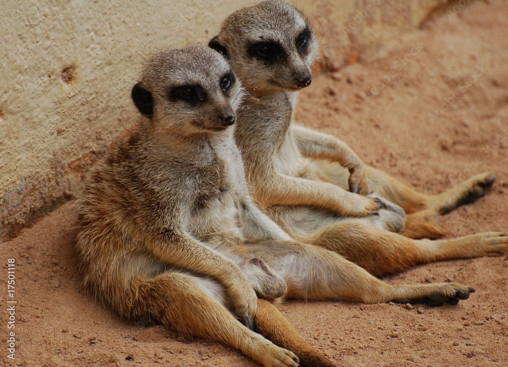 Fototapeta premium Two Meerkats Chilling