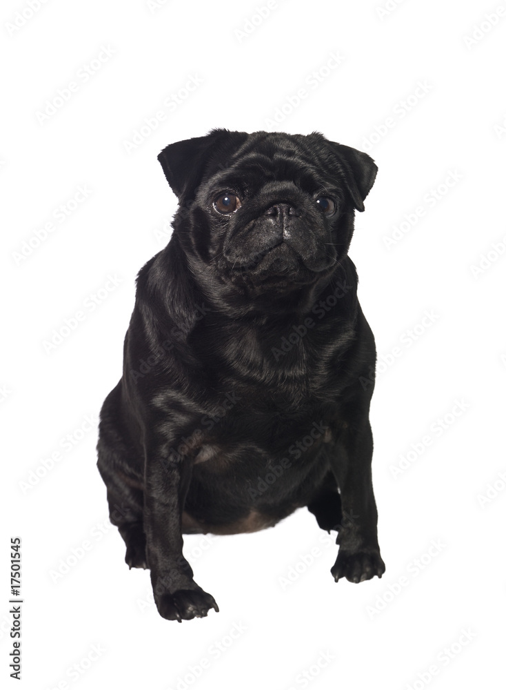 Portrait of a black dog