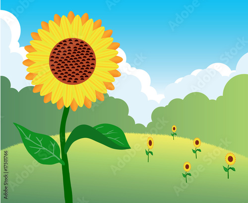 Flowers of sunflower