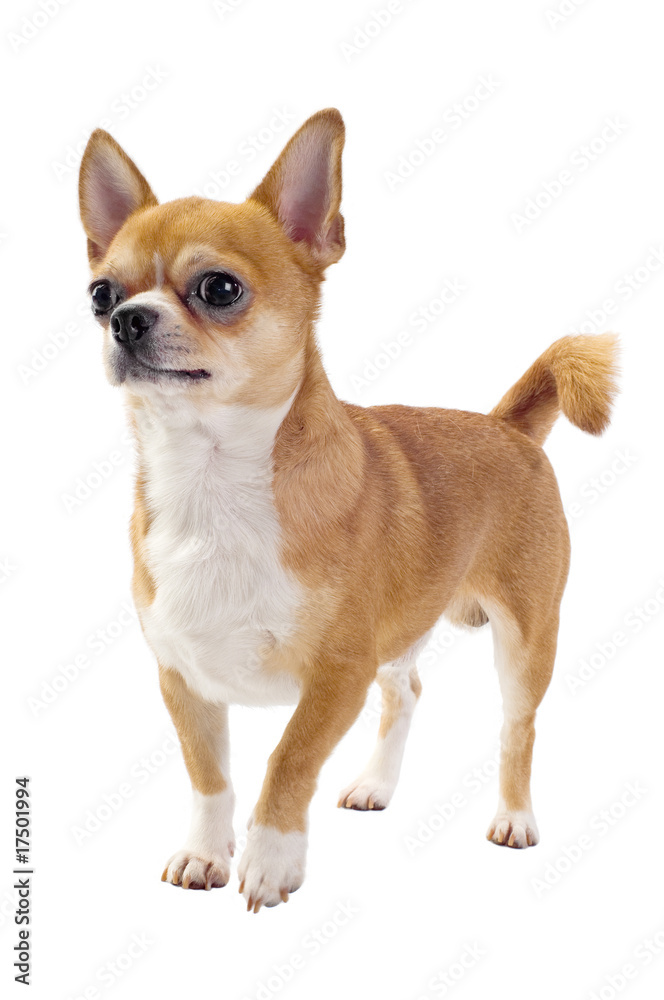 red chihuahua isolated