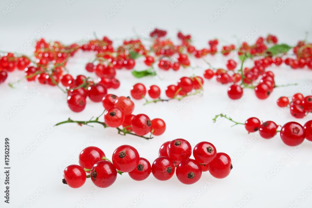 redcurrants on white background redcurrants on white background