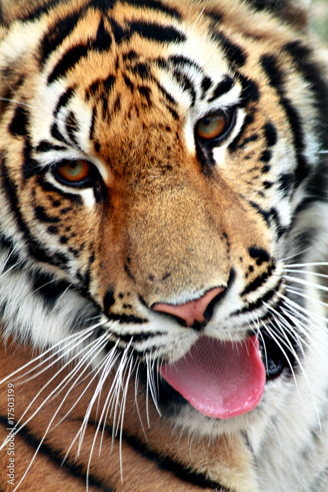 Obraz premium tiger
