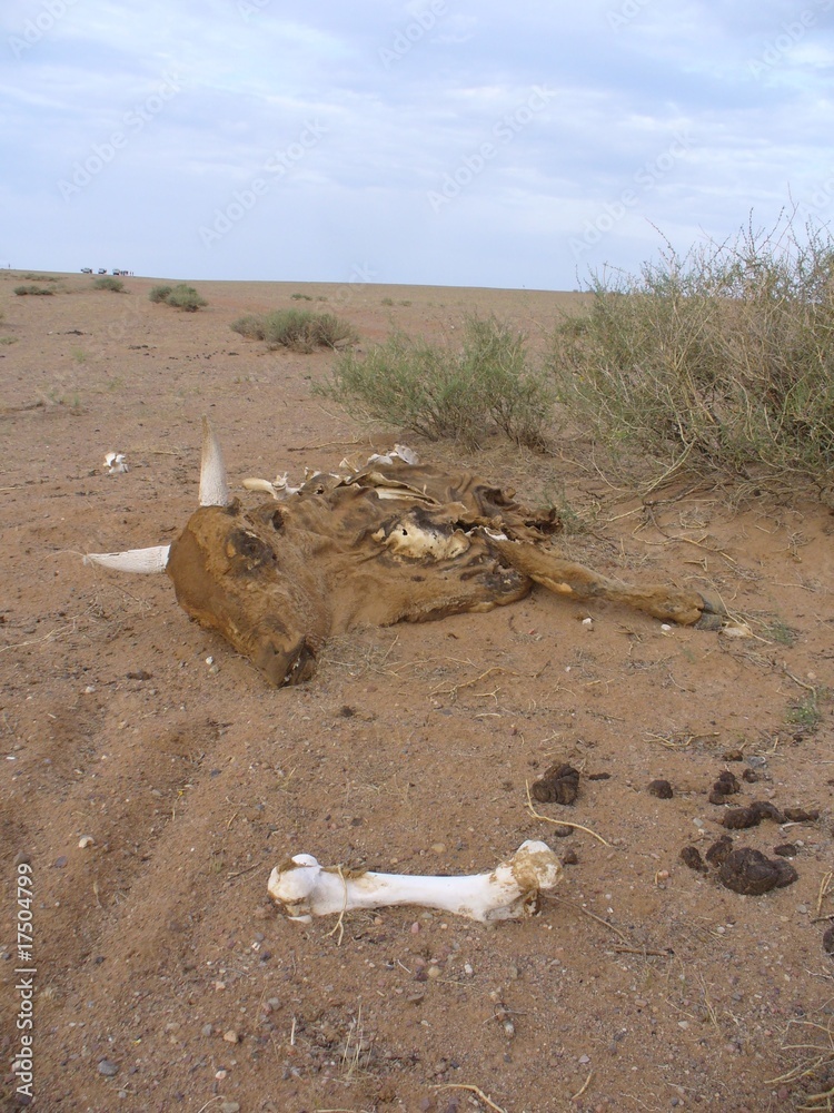 Dead ox in mongolian desert Stock Photo Adobe Stock