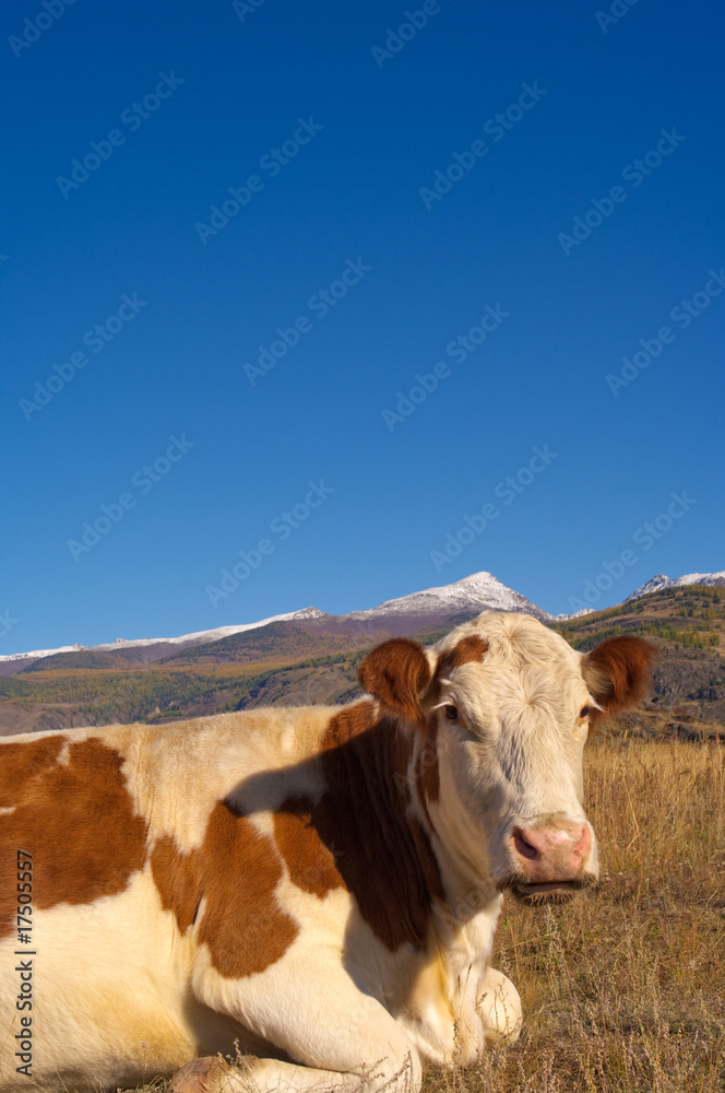 Alpine cow