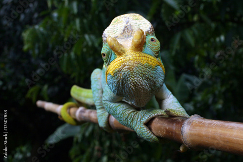 Yellow Lip Ranomafana photo