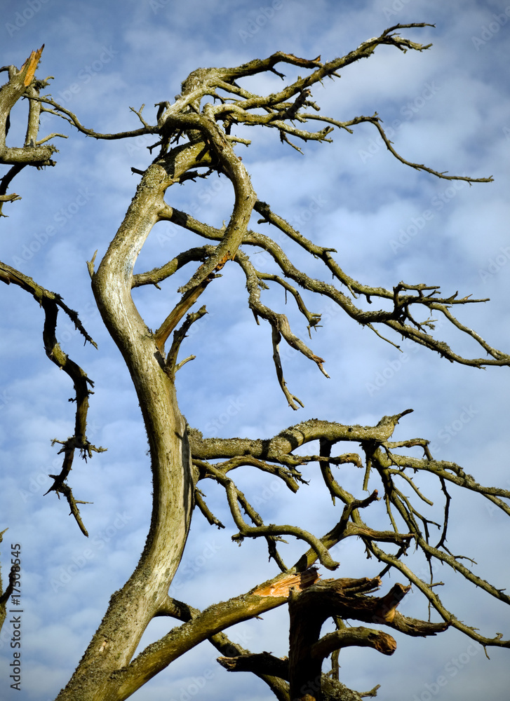 Dead tree Dead tree