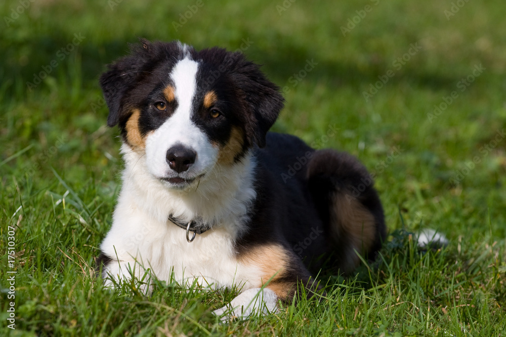 Australian Shepard Welpe Australian Shepard Welpe