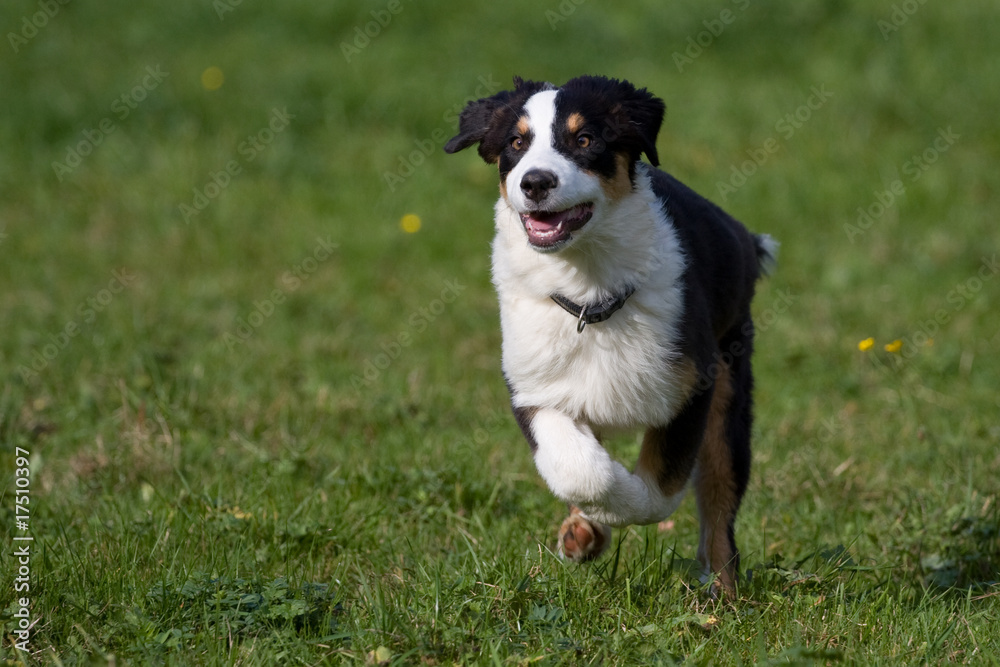 Australian Shepherd Welpe