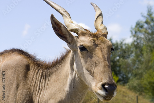 Eland