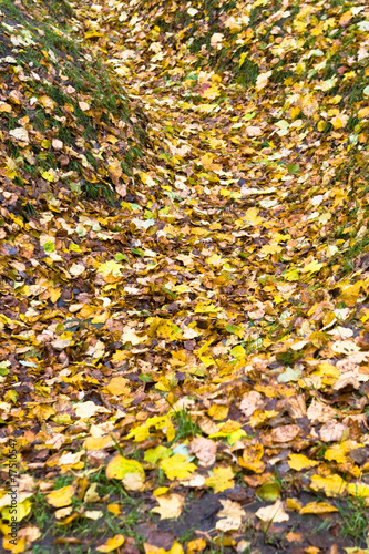Yellow and orange leaves in a ravin