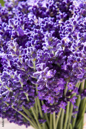 Bunch of lavender