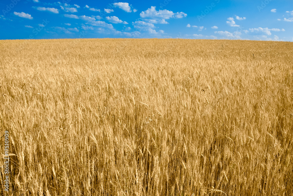 Yellow wheat field with blue sky