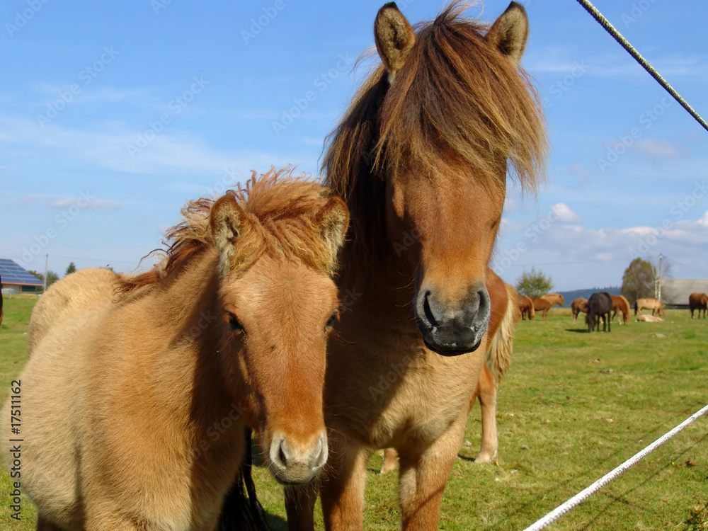 Grazing Foal with your Mother Grazing Foal with your Mother