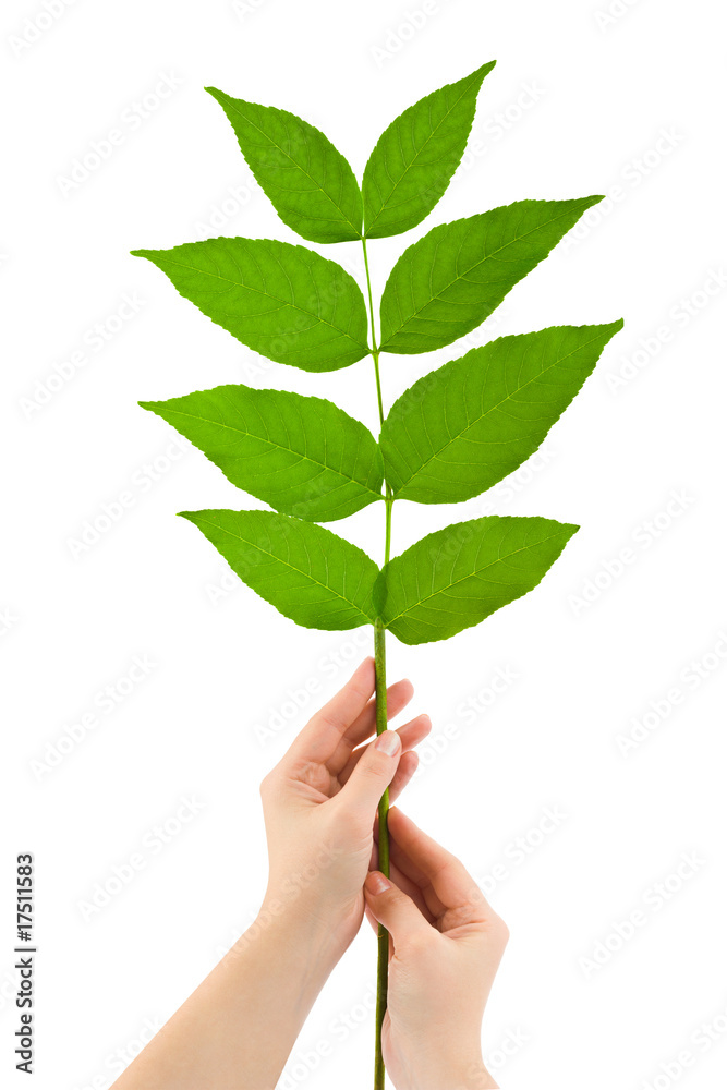 Hands and plant Hands and plant