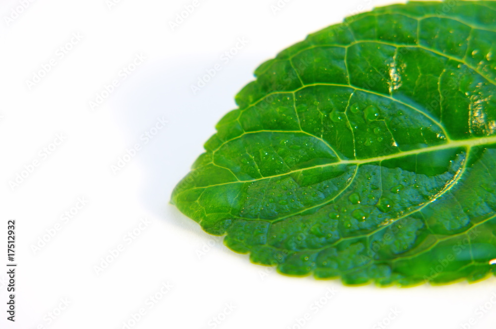 Fototapeta premium ハッパ隊