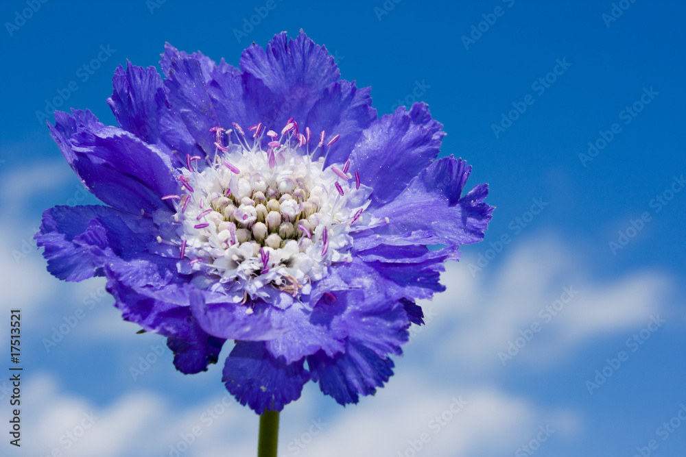 Fototapeta premium Scabiosa caucasica 'Stäfa', Dipsacaceae