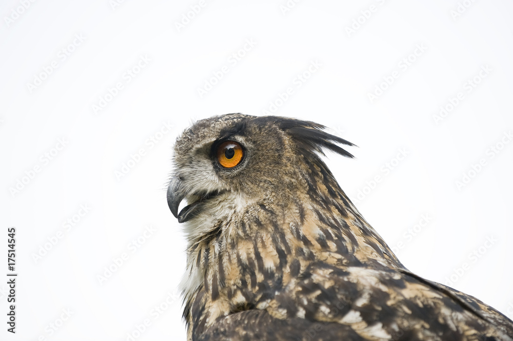 Fototapeta premium Uhu