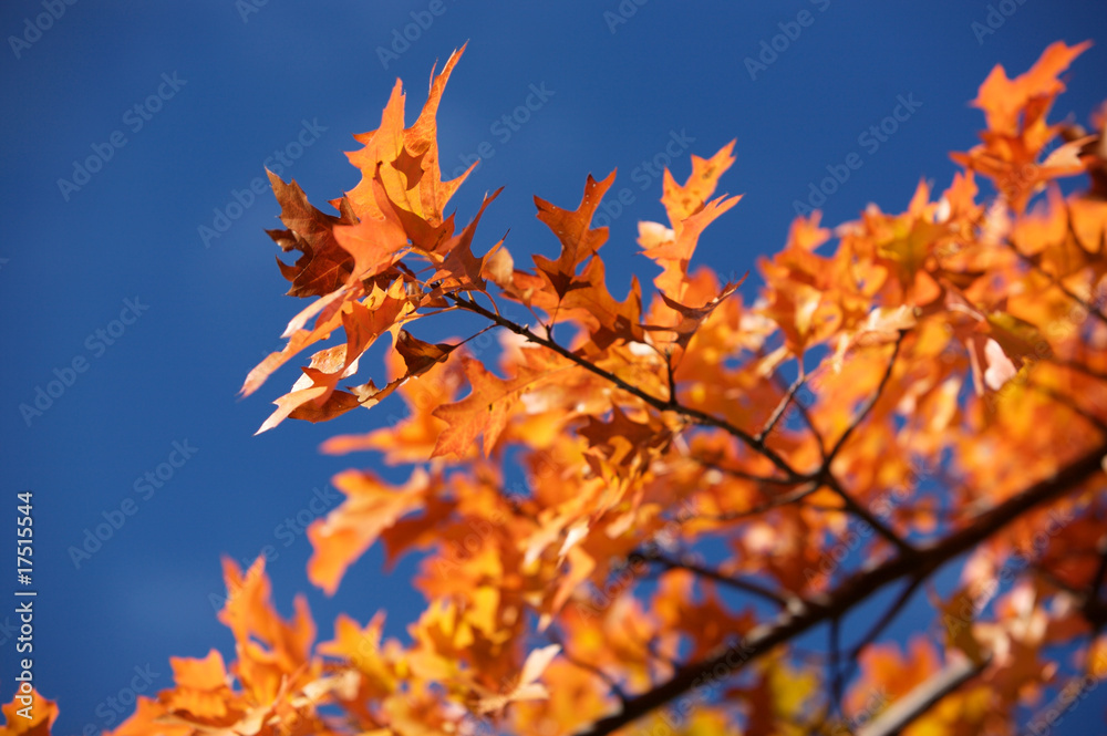 fall leaves