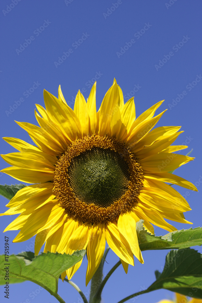 Naklejka premium Beautiful Sunflower with Blue Sky background