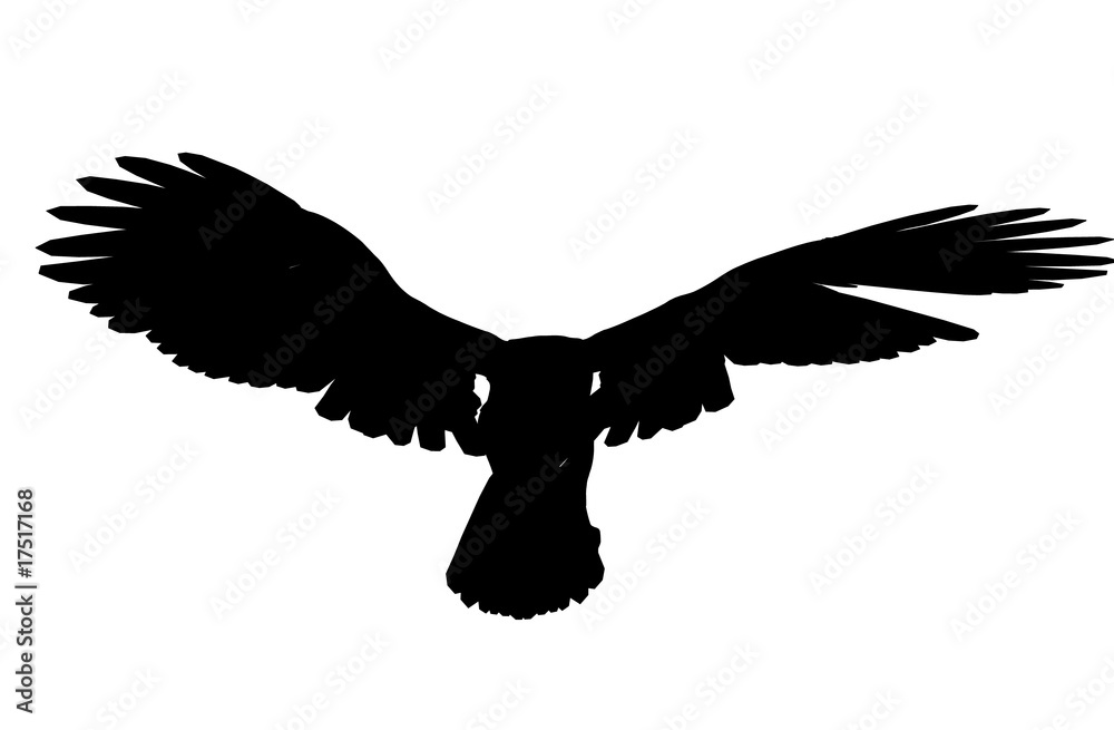 Obraz Eagle Illustration Silhouette