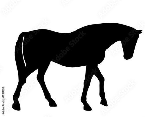 Horse Illustration Silhouette