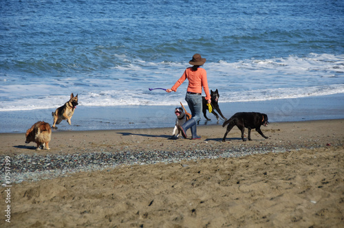 photo lady walker at baker beach wallking dogs photo