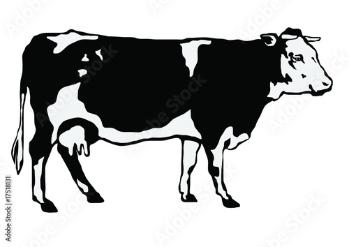 Black-and-white cow