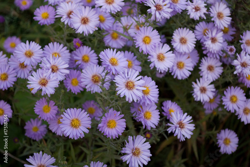 Romantic background with purple flowers