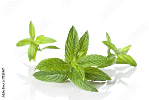 green mint isolated on white