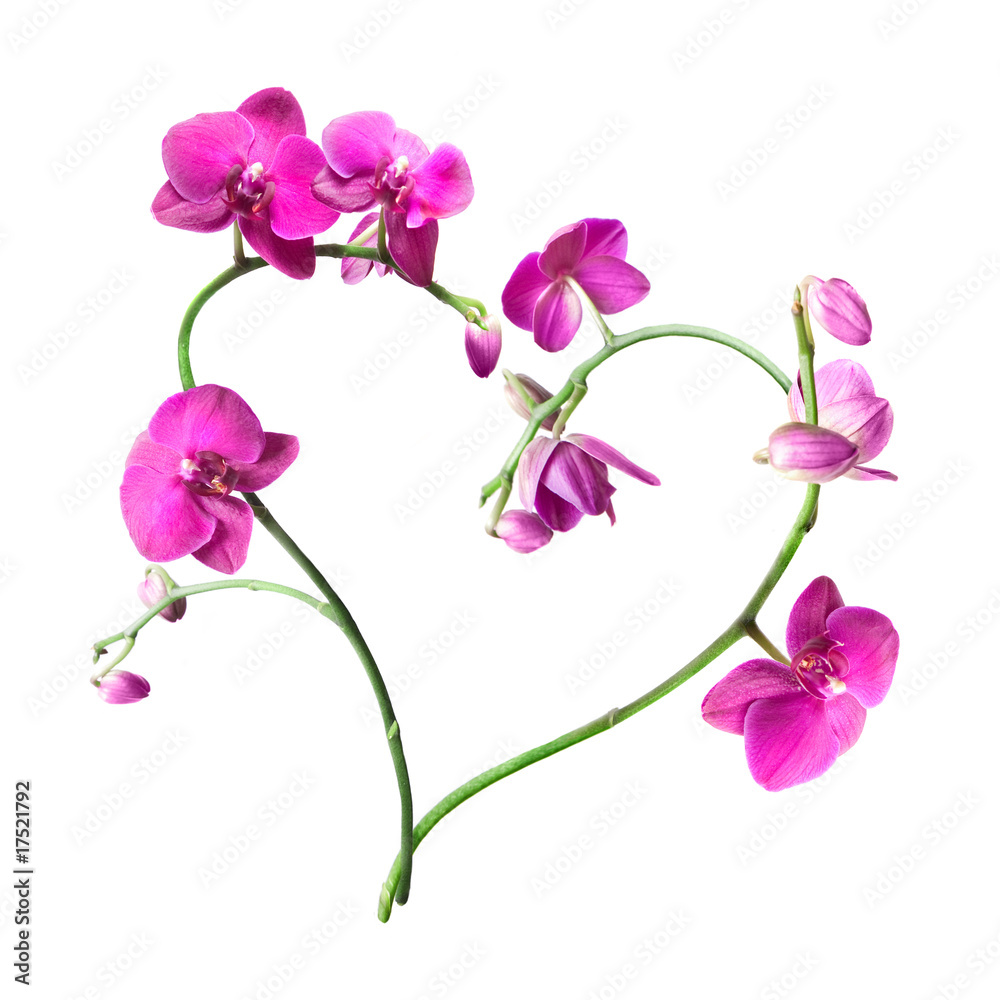 heart from pink orchids isolated on white heart from pink orchids isolated on white