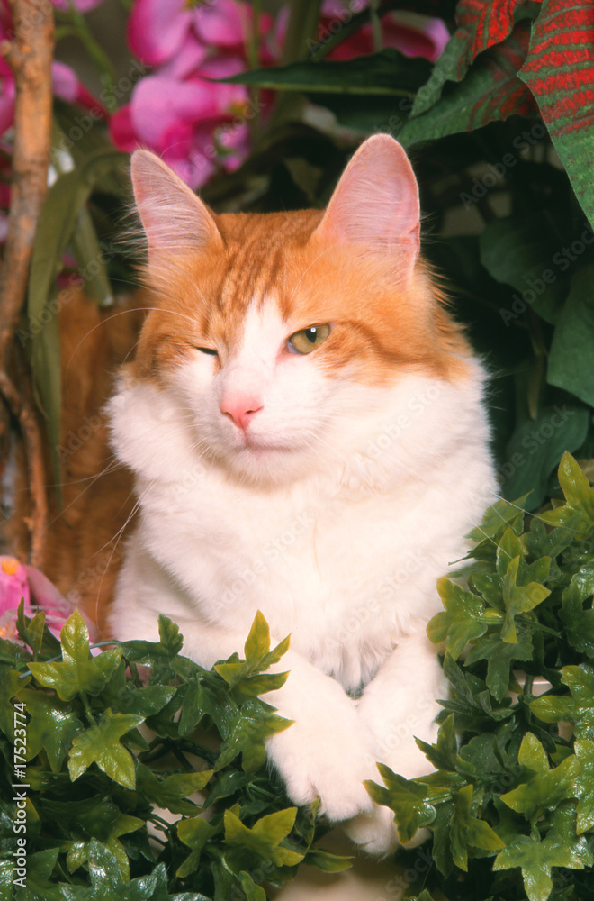 Portrait D Un Chat Angora Turc Qui Fait Un Clin D Oeil Photos Adobe Stock