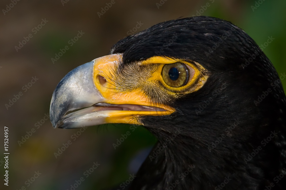 Obraz premium Verreaux's Eagle