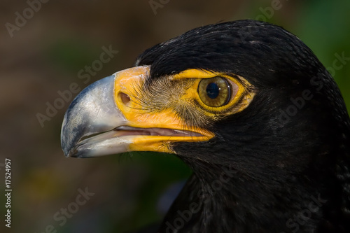 Verreaux s Eagle