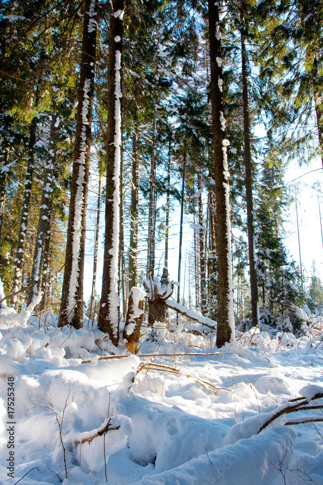 Fototapeta premium Winter tree