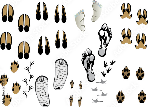 animal and human tracks isolated on white