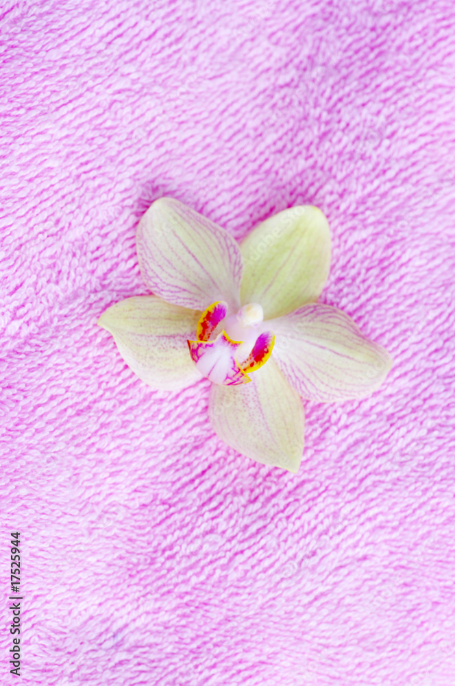 flower of orchid on spa towel. flower of orchid on spa towel.