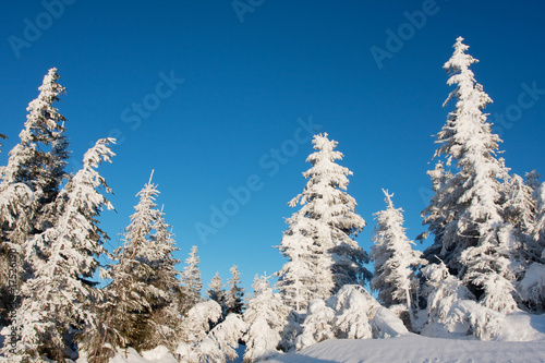 Winter tree © Maygutyak