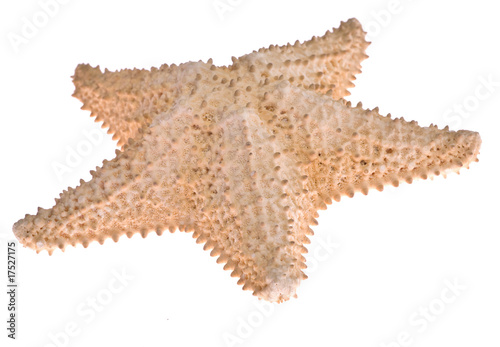 uneven isolated starfish