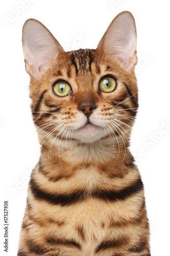 Passport shot of bengal cat © Kirill Vorobyev