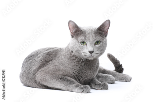 Russian blue cat