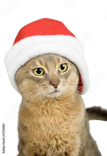 Abissinian cat in Santa Claus hat isolated on white