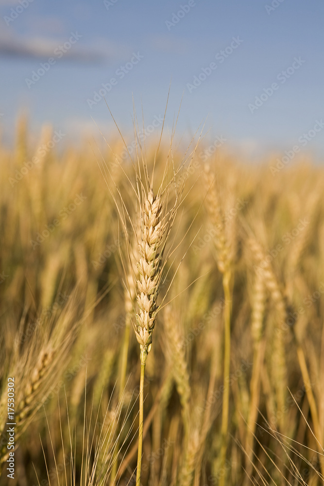Stalk of Wheat Stalk of Wheat